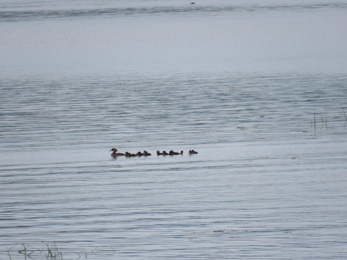 Hooded Merganser - ML242535211