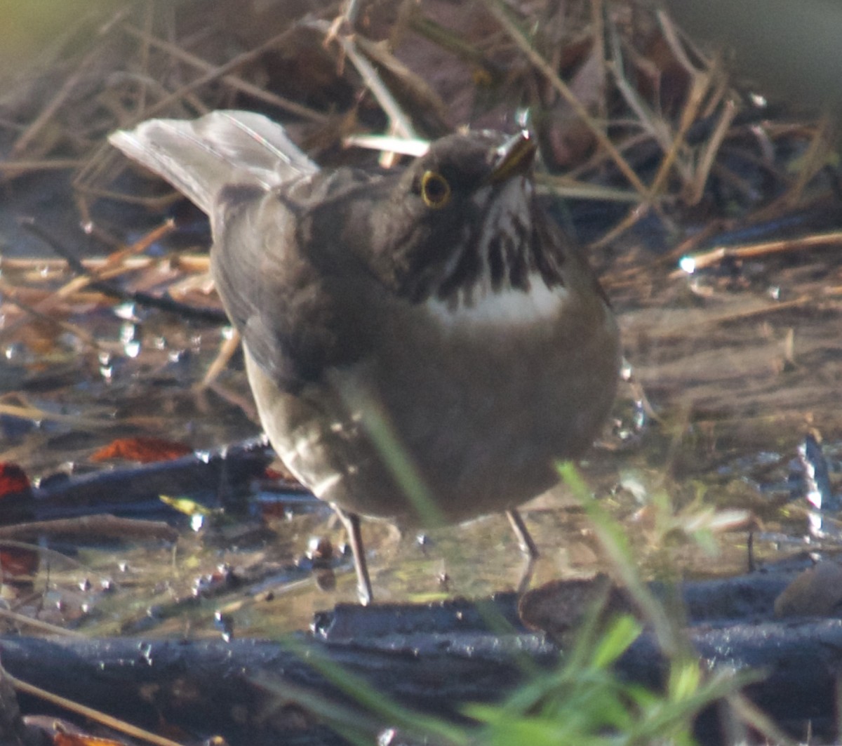White-throated Thrush - ML24253531