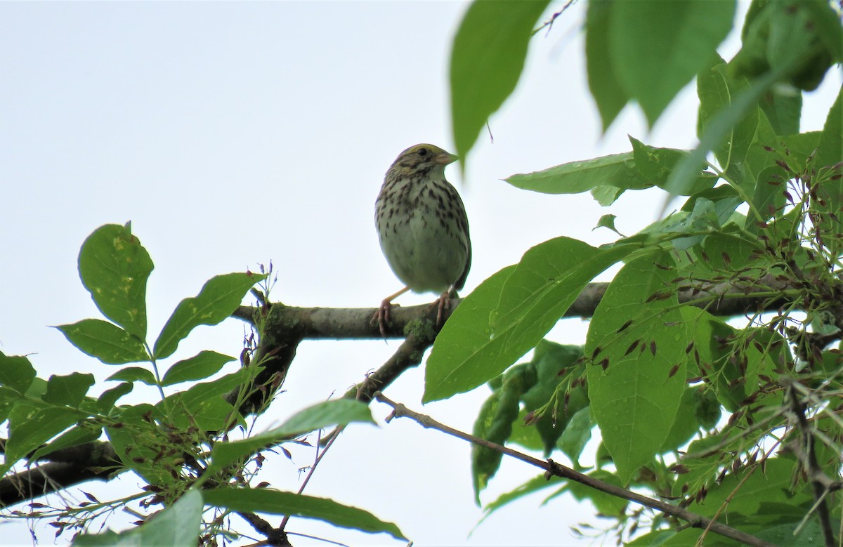 Savannah Sparrow - ML242535561