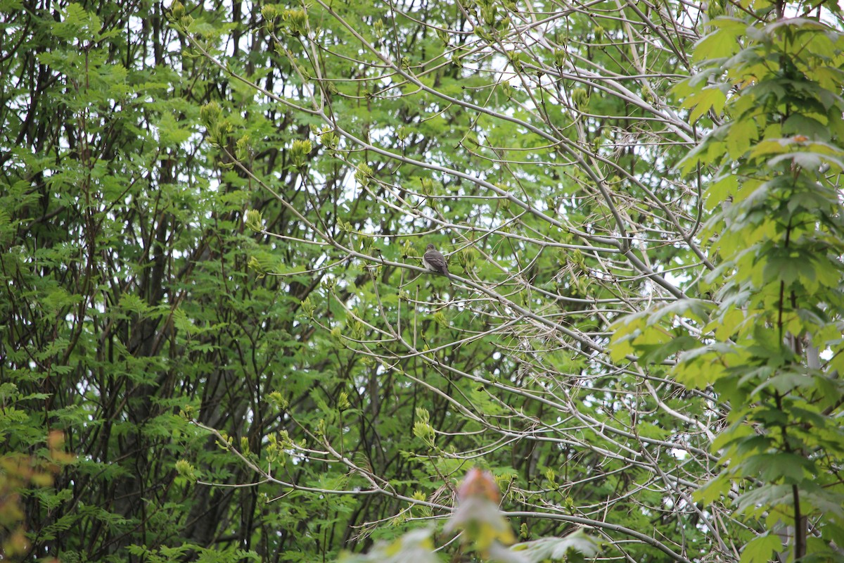 Eastern Wood-Pewee - ML242535821