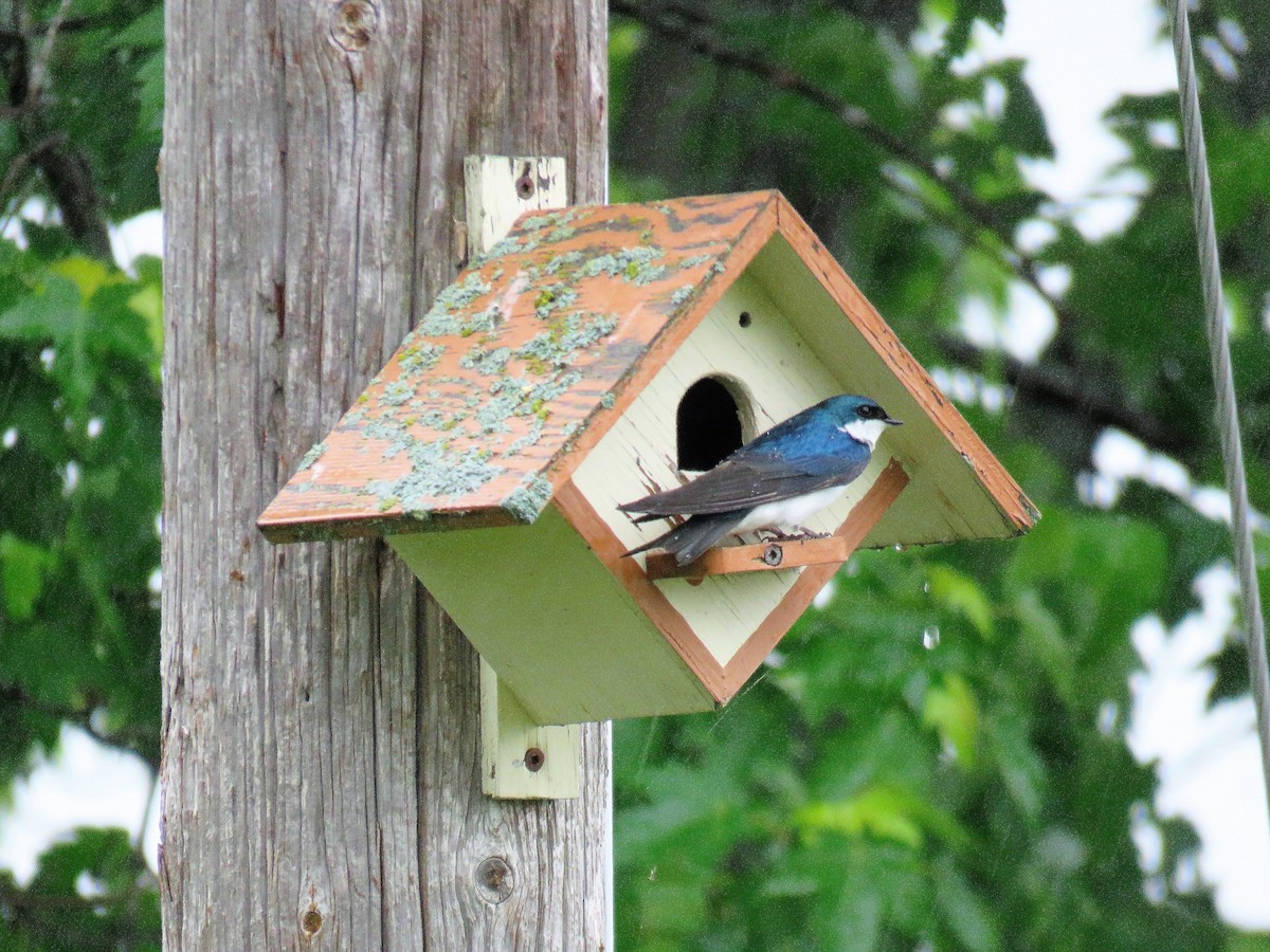 Golondrina Bicolor - ML242536381