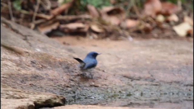 White-bellied Blue Flycatcher - ML242536761