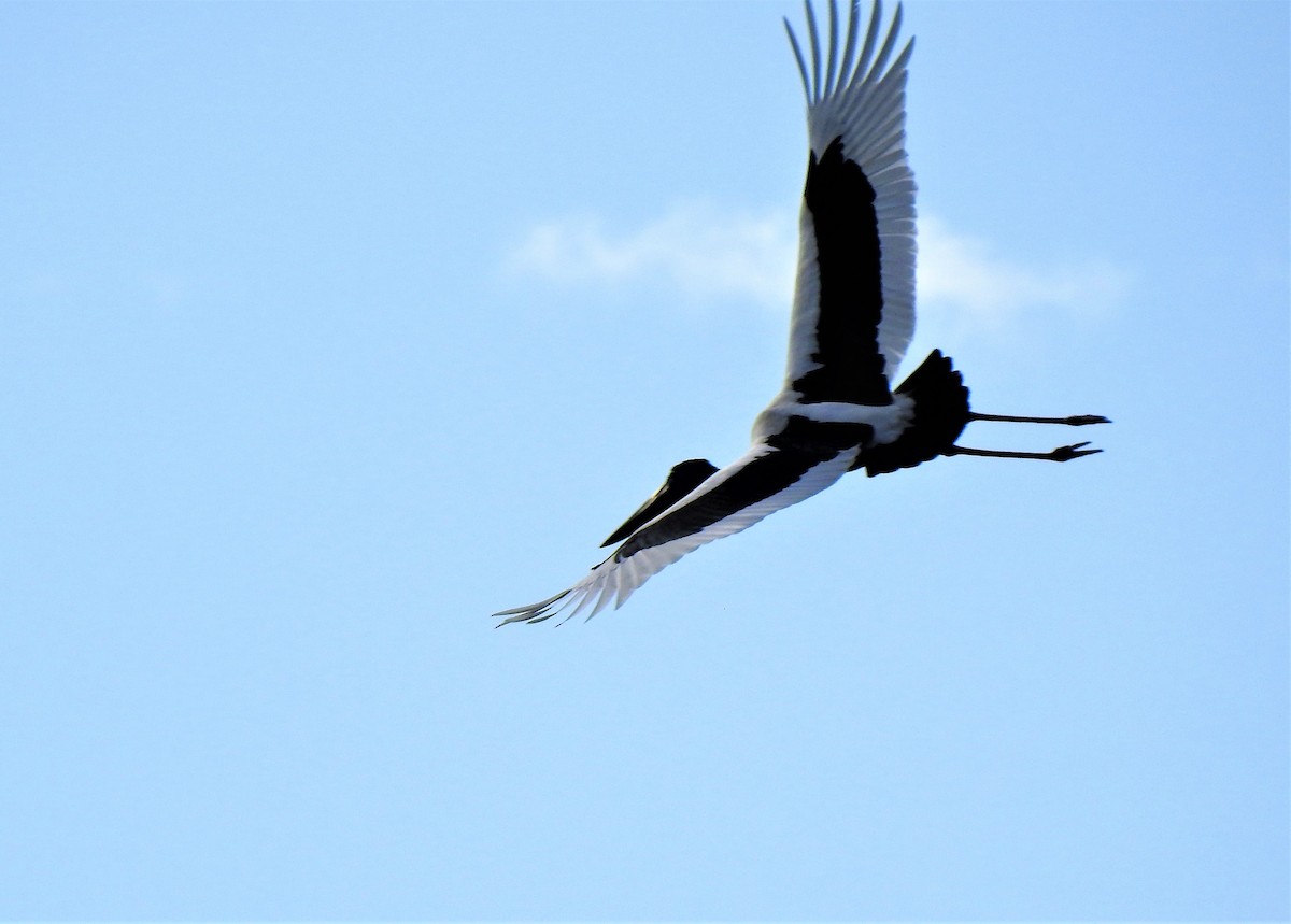 Black-necked Stork - ML242537841