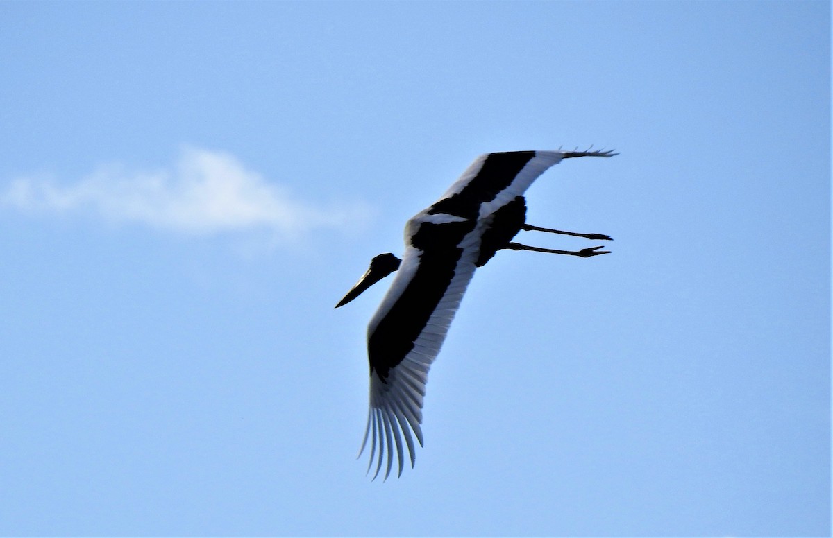 Black-necked Stork - ML242537941