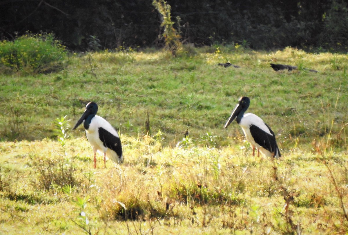 Black-necked Stork - Gary Crouch
