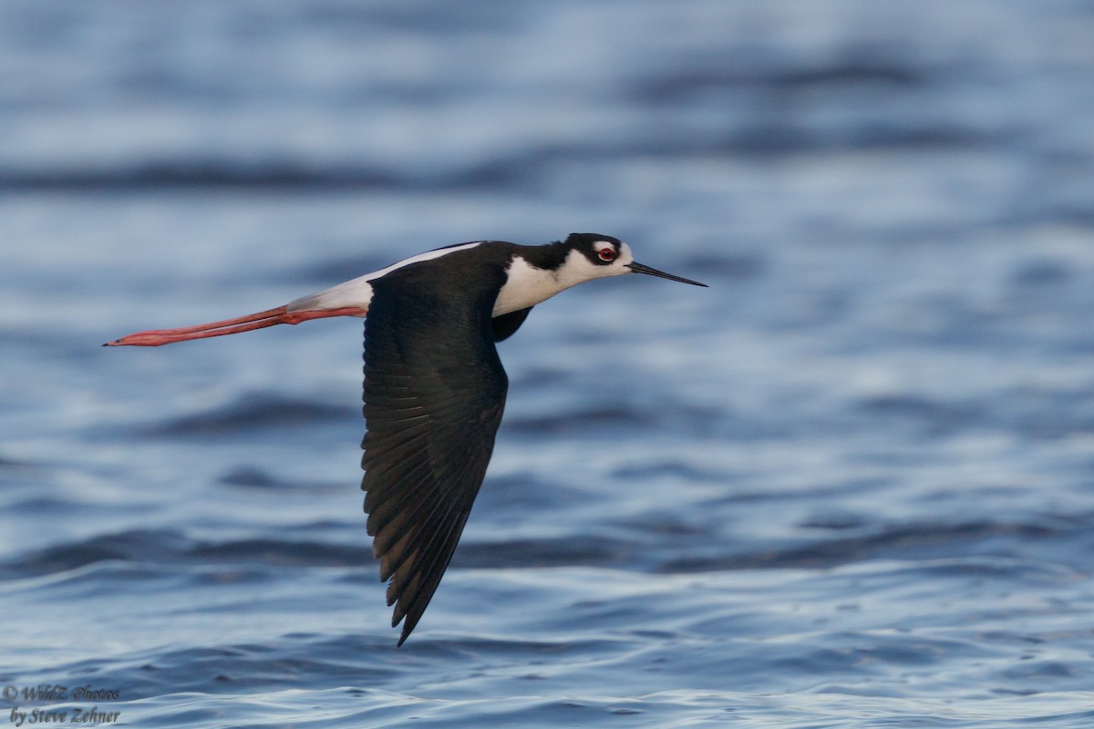 Black-necked Stilt - ML242538351