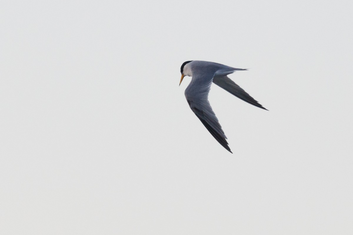 Least Tern - ML242538391