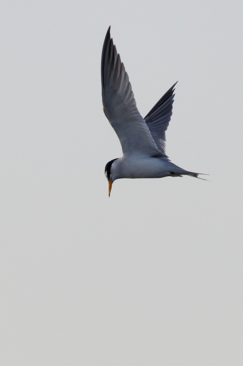 Least Tern - ML242538401