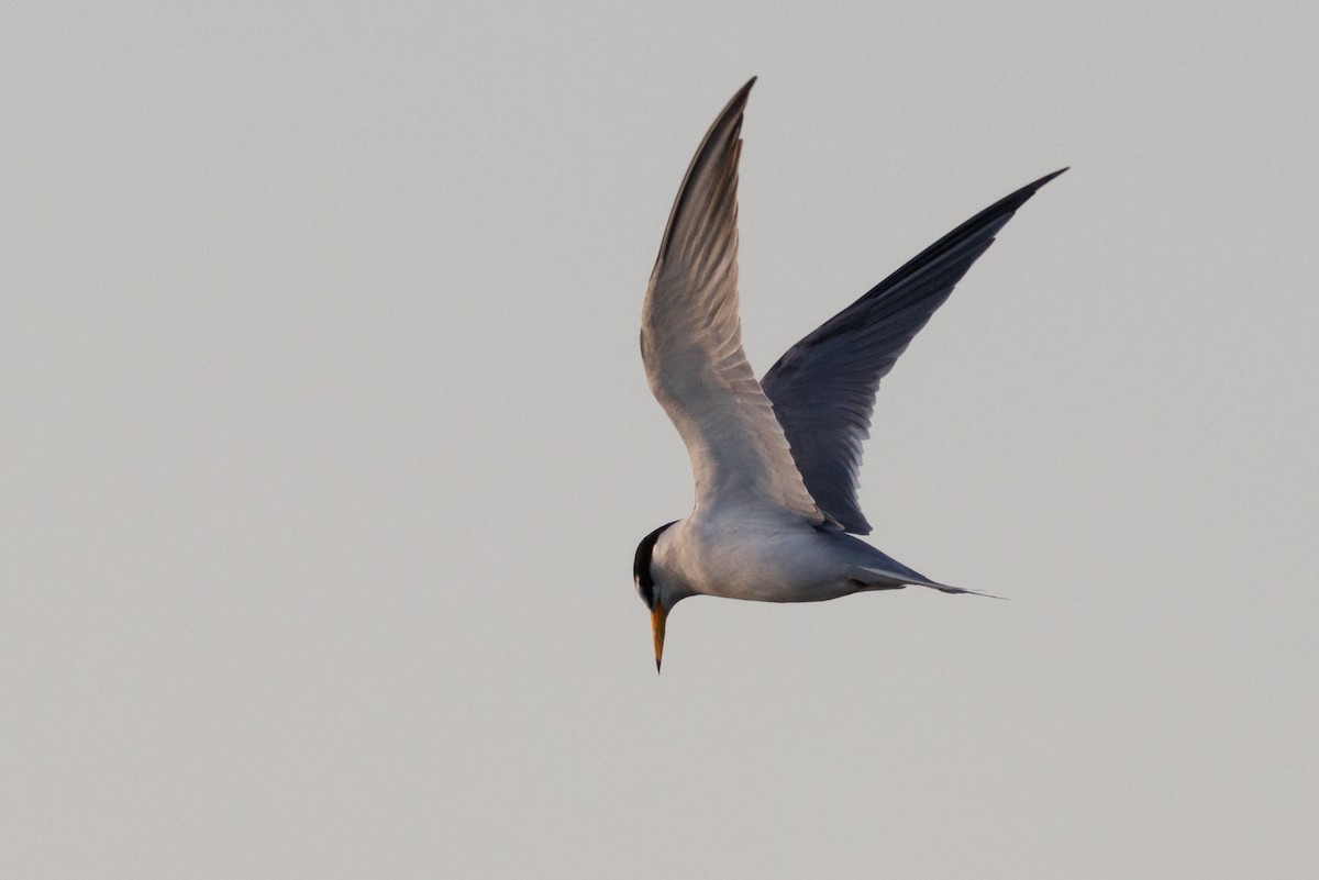 Least Tern - ML242538411