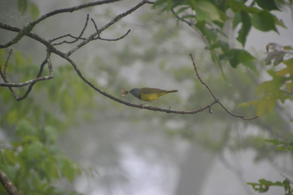 Mourning Warbler - ML242538671