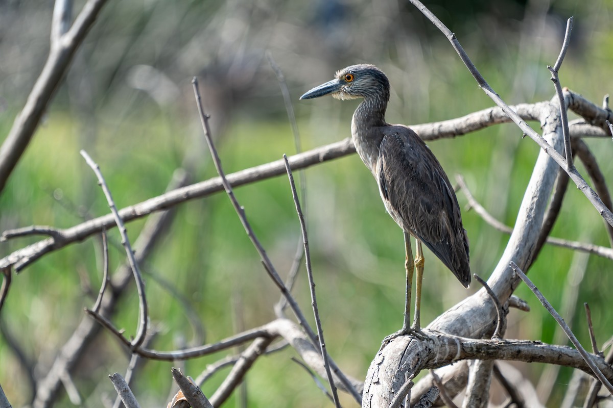 Yellow-crowned Night Heron - ML242539951