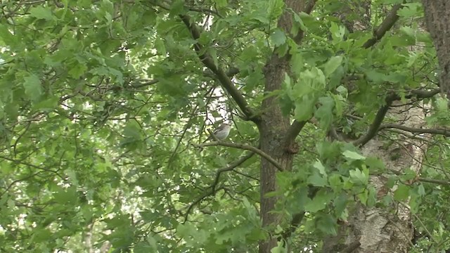 European Pied Flycatcher - ML242540531