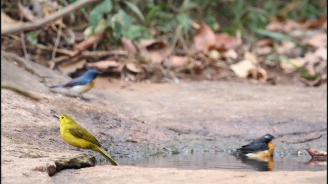 Yellow-browed Bulbul - ML242540641