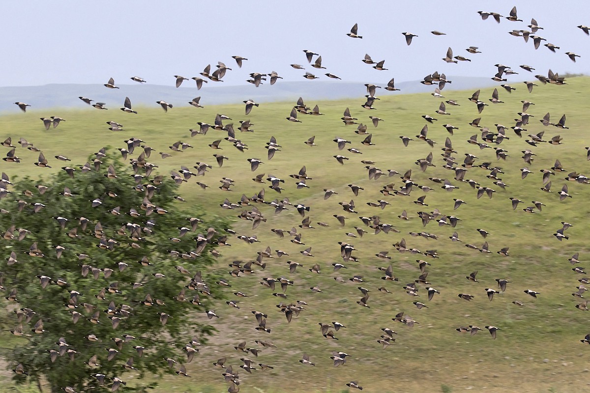 Rosy Starling - Daniel López-Velasco | Ornis Birding Expeditions