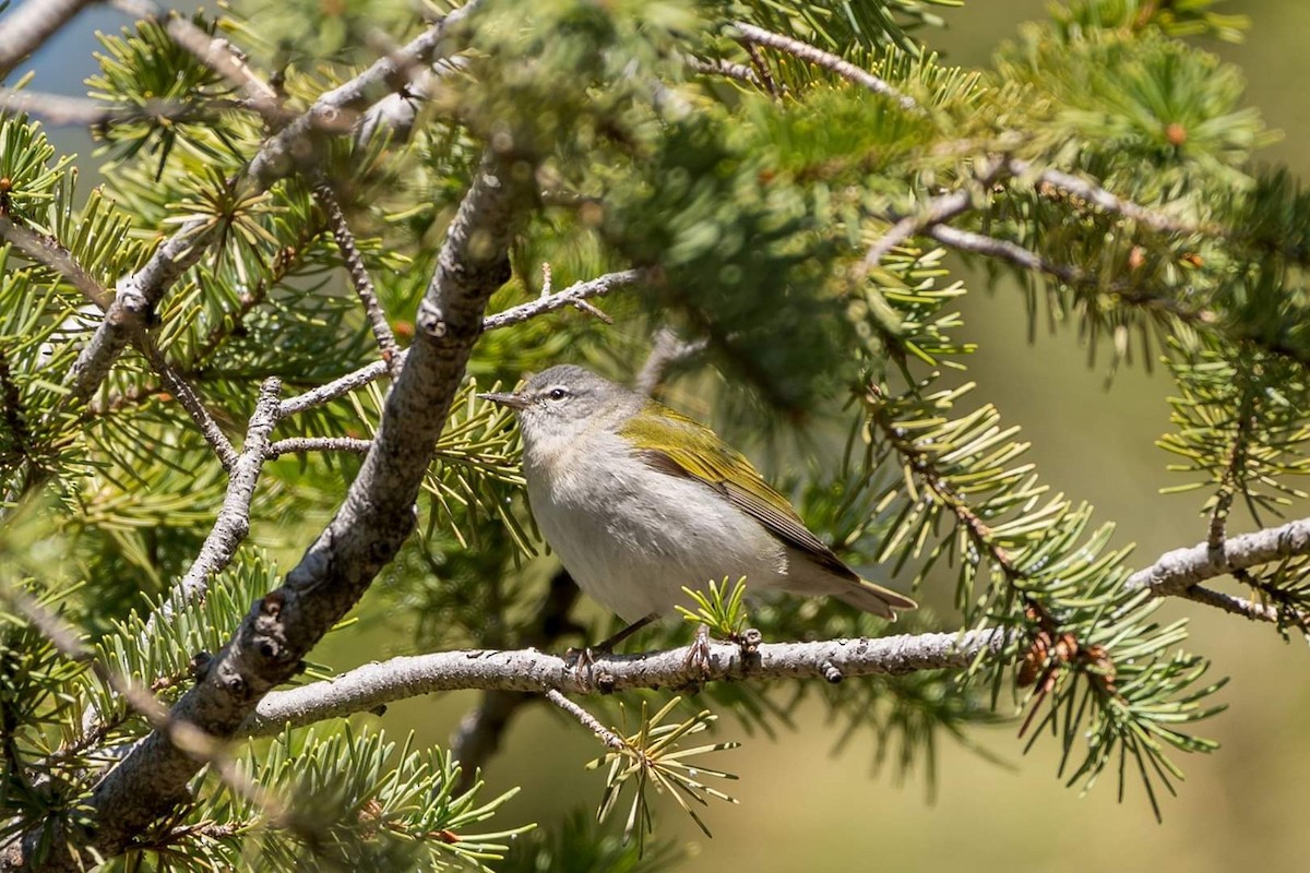 Tennessee Warbler - heather mcp