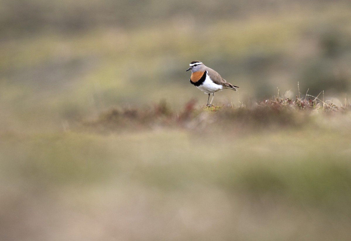 Rufous-chested Dotterel - ML242542241