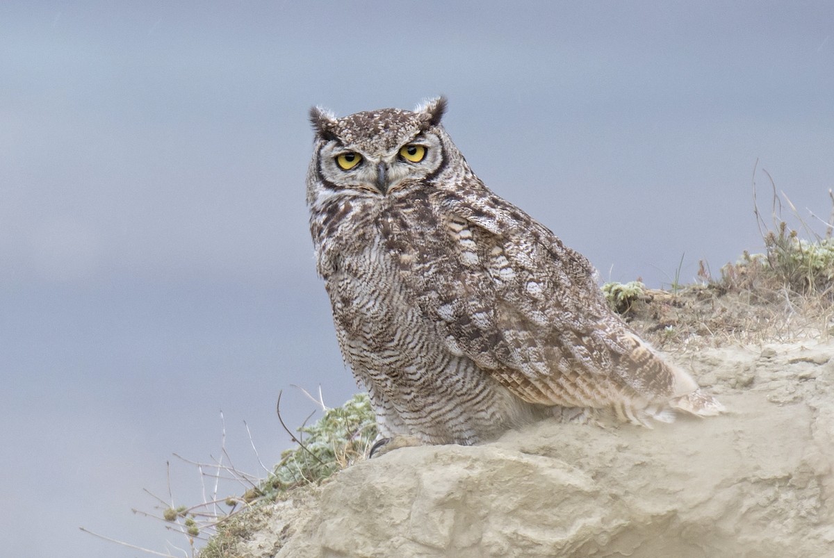 Lesser Horned Owl - ML242542341