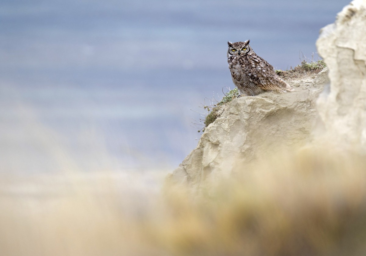 Lesser Horned Owl - ML242542351