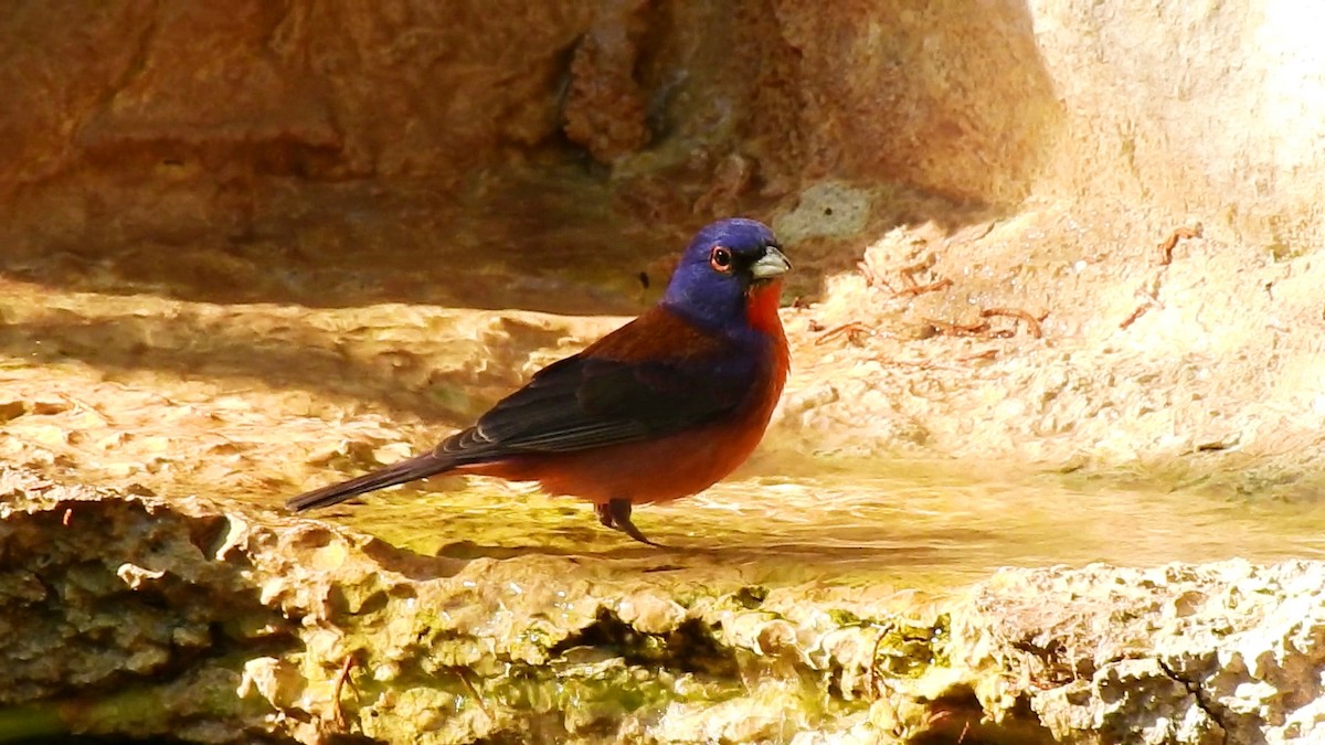 Varied x Painted Bunting (hybrid) - ML242542401