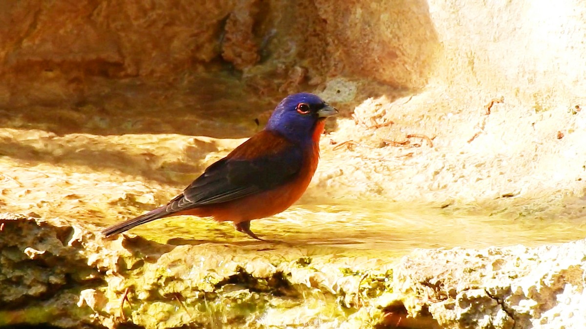 Varied x Painted Bunting (hybrid) - ML242542411