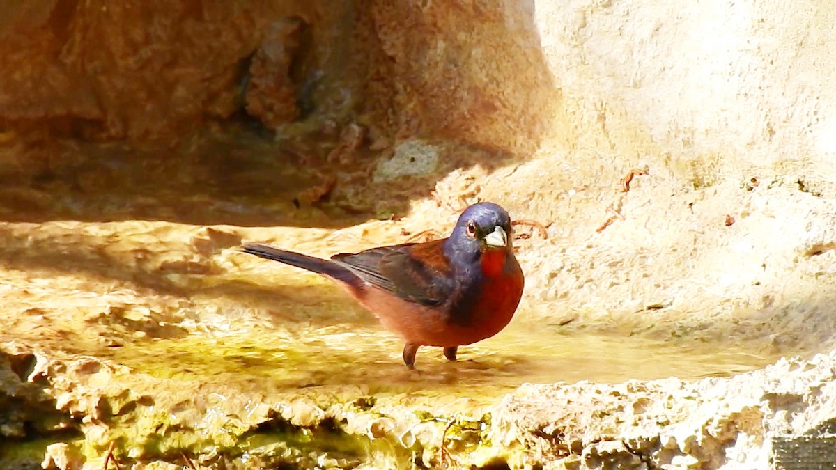 Varied x Painted Bunting (hybrid) - ML242542491