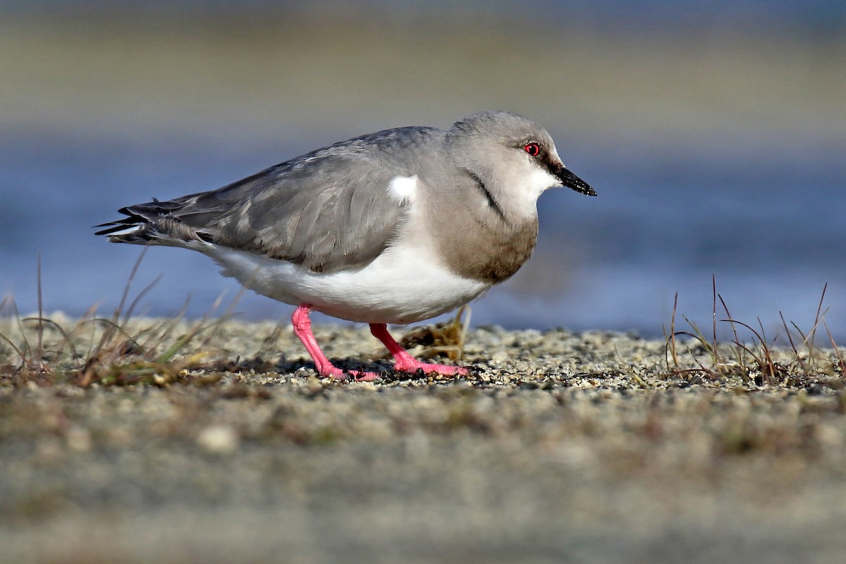 Magellanic Plover - ML242542501