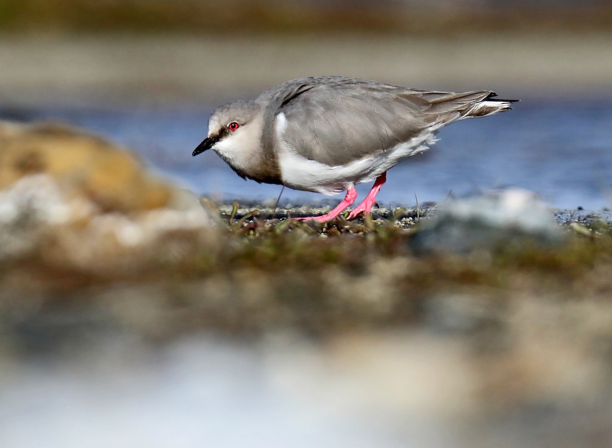 Magellanic Plover - ML242542531