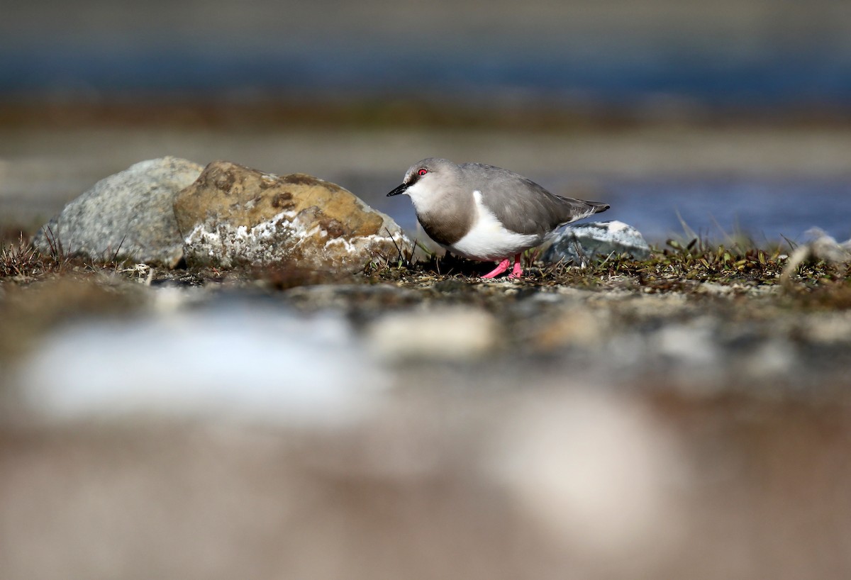 Magellanic Plover - ML242542541