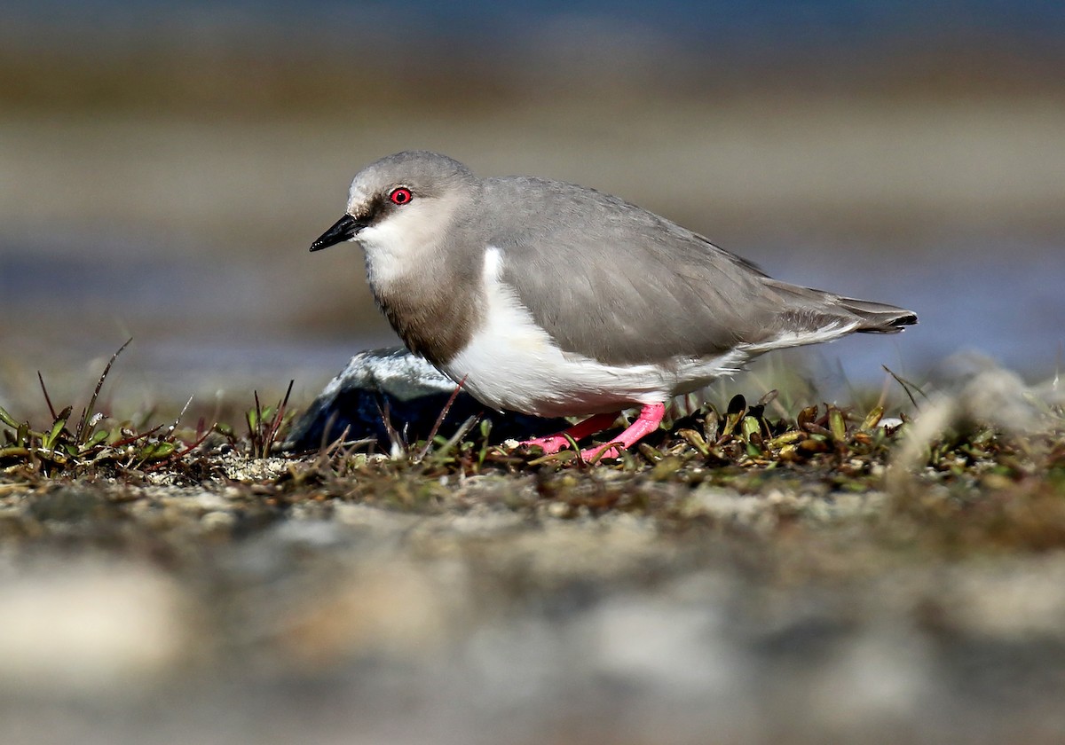 Magellanic Plover - ML242542581