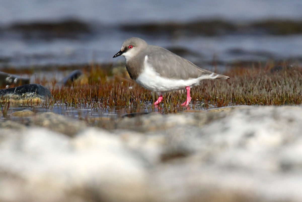 Magellanic Plover - ML242542641