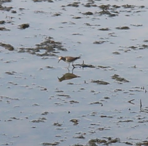 Weißbürzel-Strandläufer - ML242543441