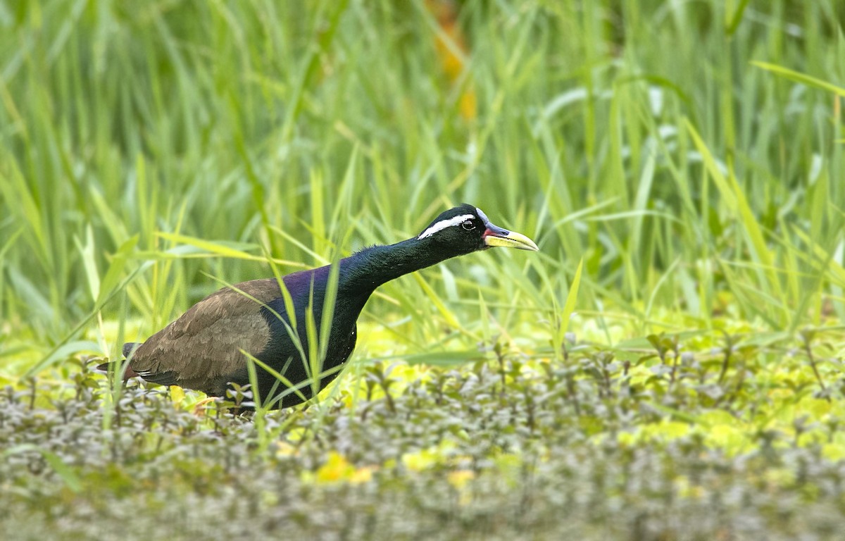アジアレンカク - ML242543461