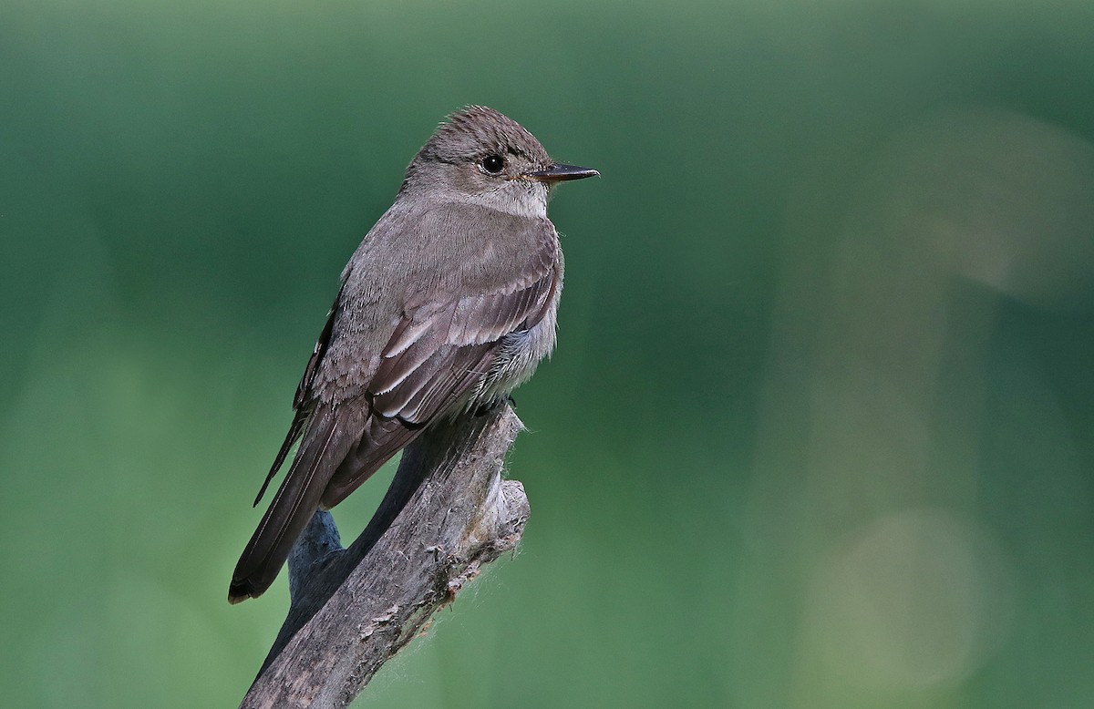 Western Wood-Pewee - Tim Avery