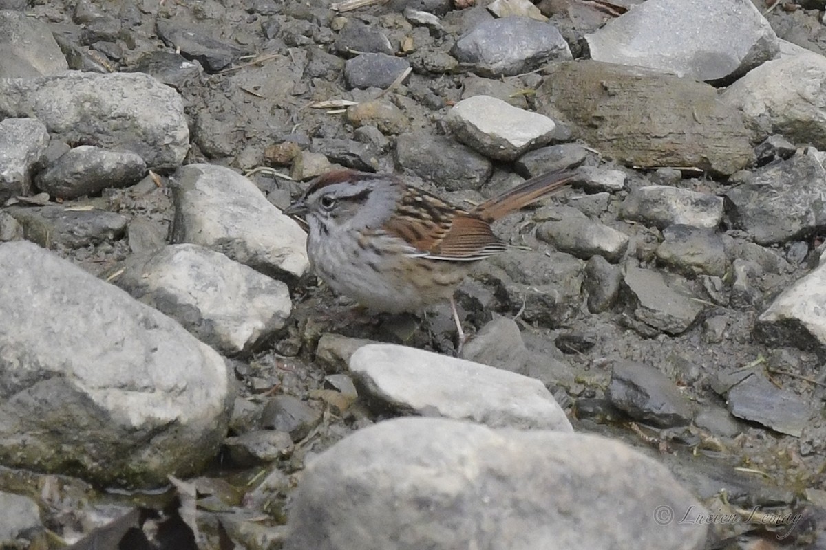 Swamp Sparrow - Lucien Lemay