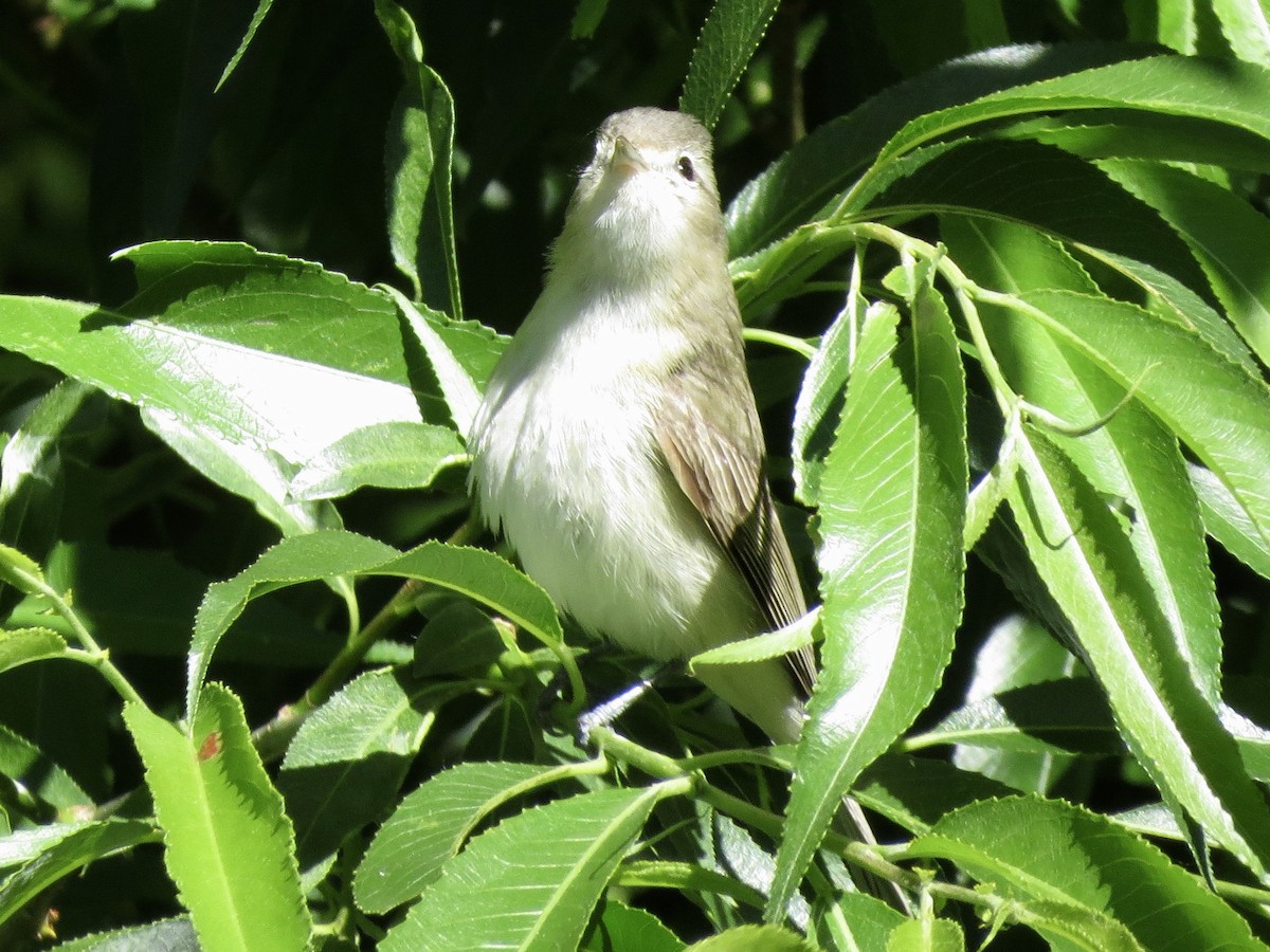 Warbling Vireo - Sharyn Isom