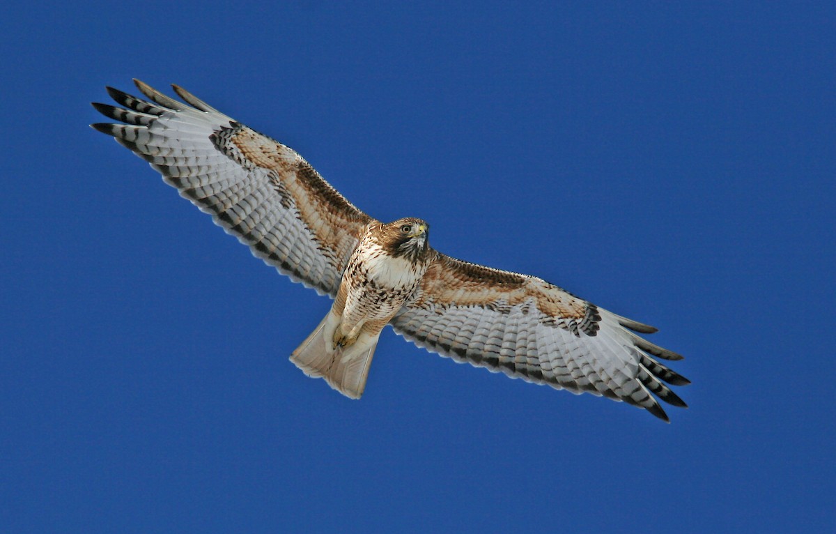 Red-tailed Hawk (calurus/alascensis) - ML242547671