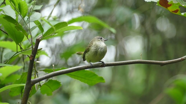 Greenish Elaenia - ML242550161