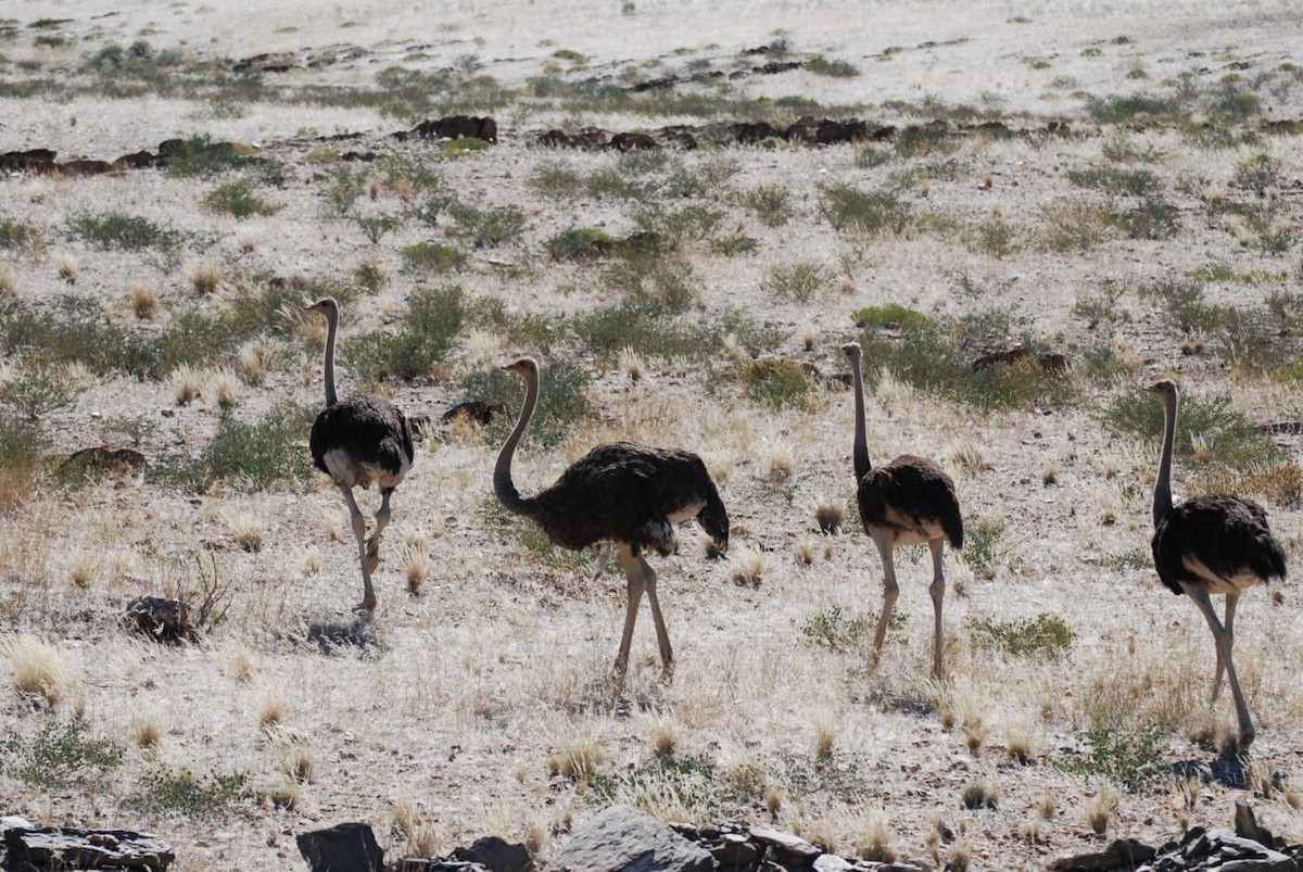 Common Ostrich - ML242550291