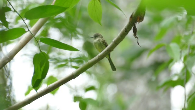 Greenish Elaenia - ML242551151