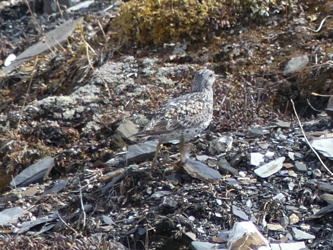 Surfbird - ML242551791