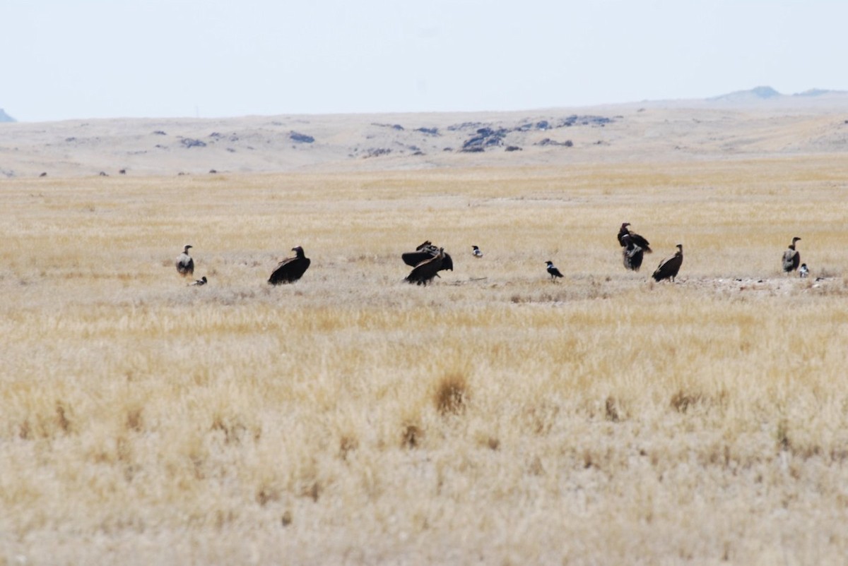 Pied Crow - ML242551881