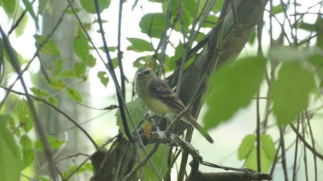 Fuscous Flycatcher - ML242553551