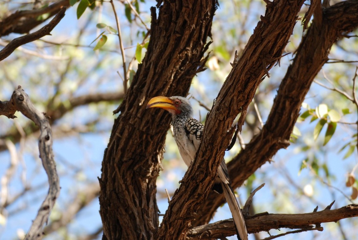 Southern Yellow-billed Hornbill - ML242553661