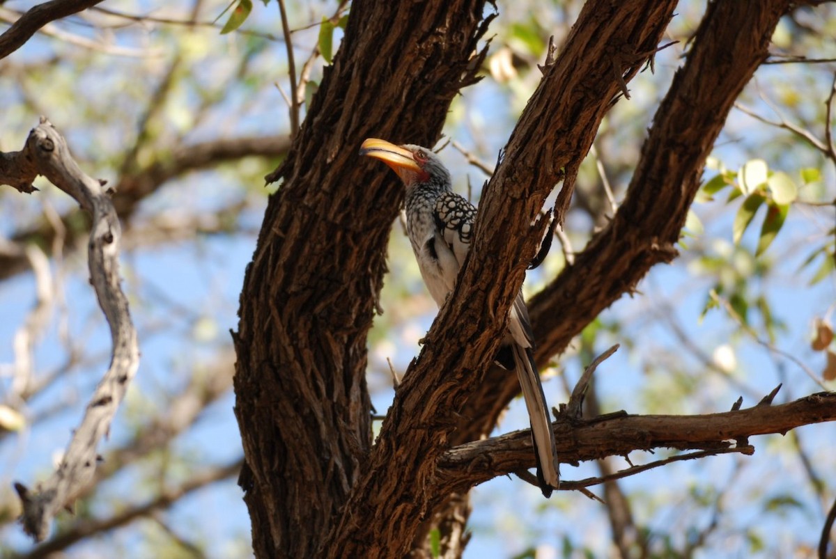 Southern Yellow-billed Hornbill - ML242553671