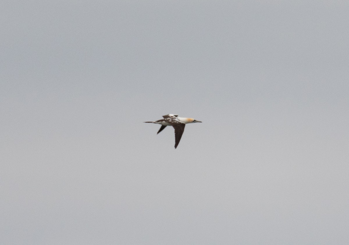 Northern Gannet - Vincent Giroux