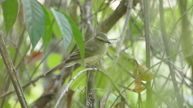 Fuscous Flycatcher - ML242554711