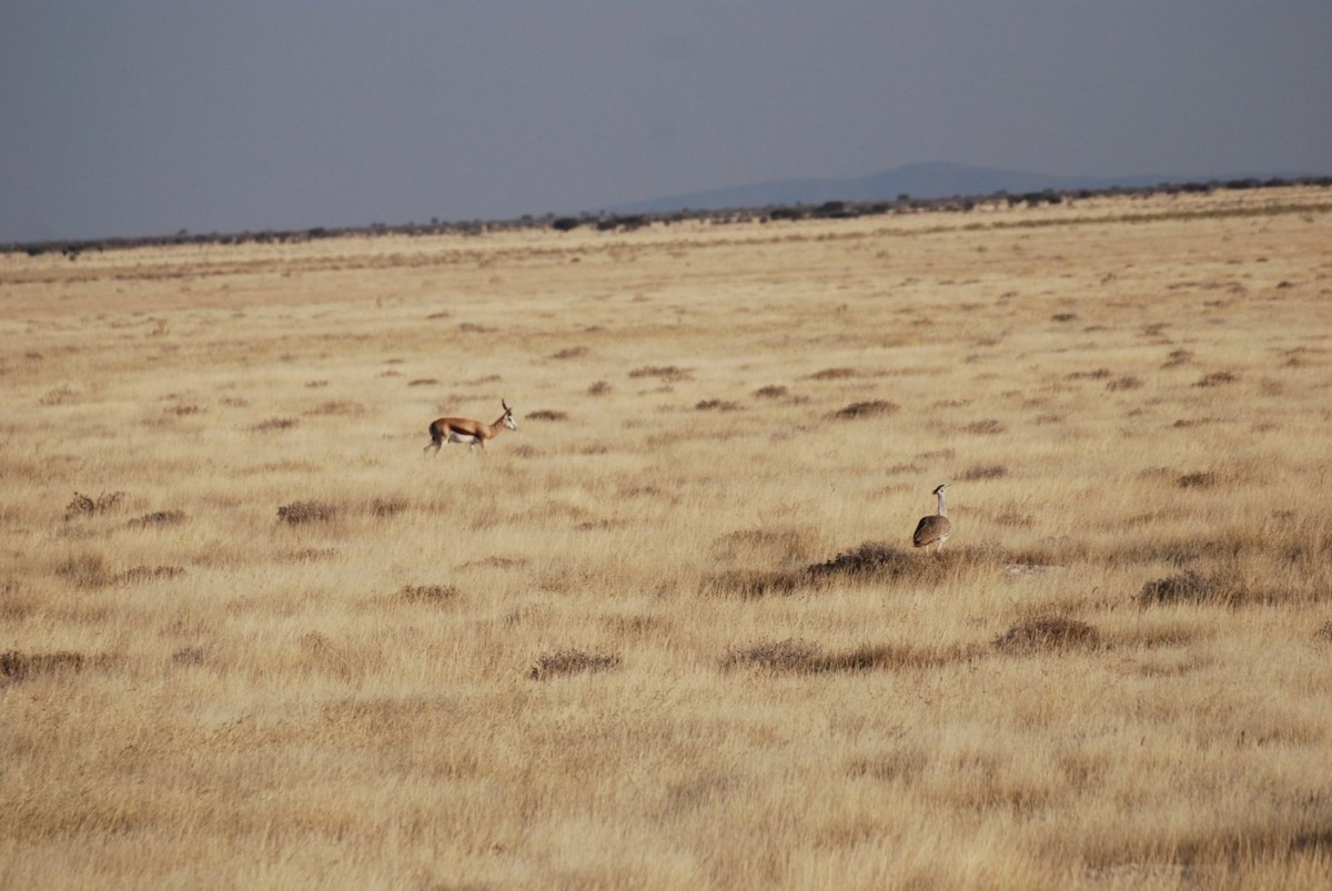 Kori Bustard - ML242554821