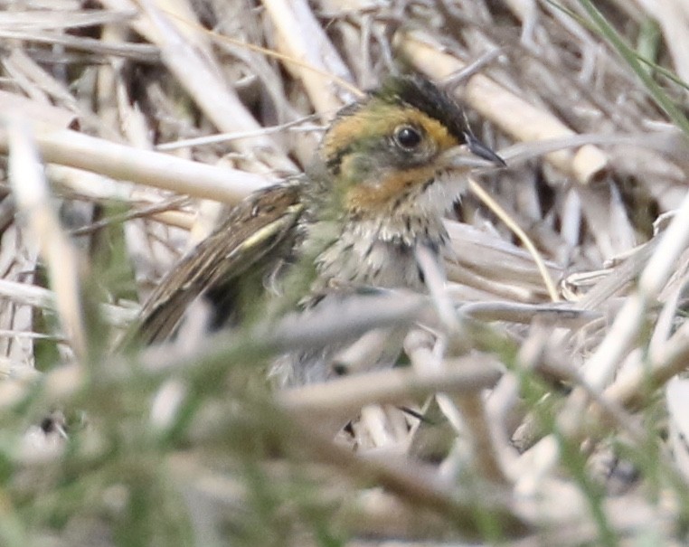 Saltmarsh Sparrow - ML242556631