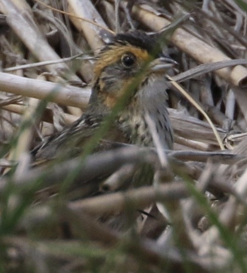 Saltmarsh Sparrow - ML242556641