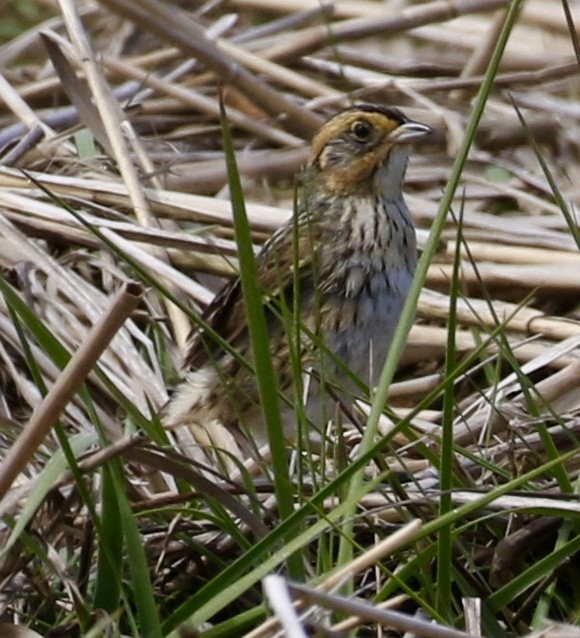 Saltmarsh Sparrow - ML242556651